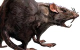 Rat